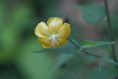 Abutilon persicum
